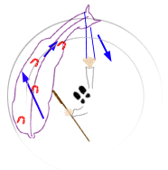 The shoulder-in volte from the ground