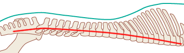 The shape of the spine inside the horse's body