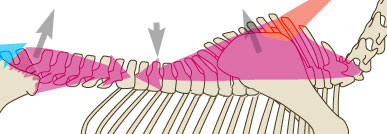 The tension in the back muscles inverts the arch of the back