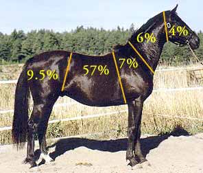 The percentage of mass of the different bodyparts, according to Dr Hilary Clayton at the McPhail Institute