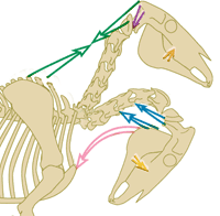 The active topline pulls the nose out