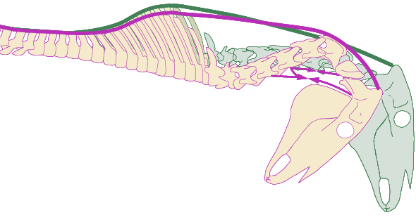 Active underline neckmuscles shortening the neck