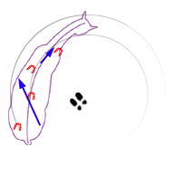 Stepping in under the weight and towards the midline