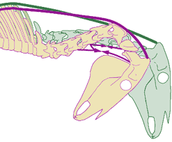 The muscles holding the head back, break the alignment of the neck