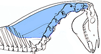 Location of the M. Splenius suspending the vertebral column from above