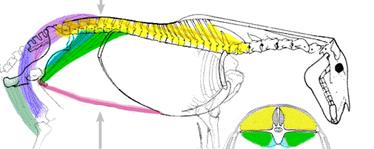 The Iliopsoas Group tucking the croup, and M. Gluteus and the rest of the rump pulling the back backwards and up.