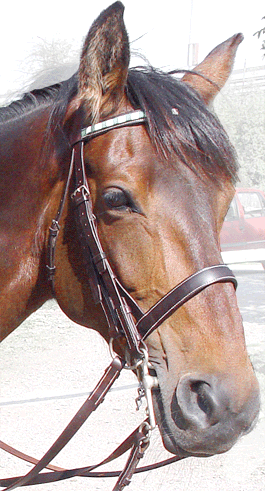 A double bridle